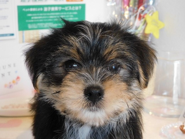 ミックス犬 マルチーズ ヨーキー 北名古屋市のペットショップ ワンコレクティブ 愛知県