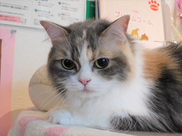 里親u0026訳ありだけど大事に飼います募集  北名古屋市のペットショップ 