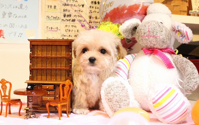 今週のワンコレ！素敵なお知らせ！