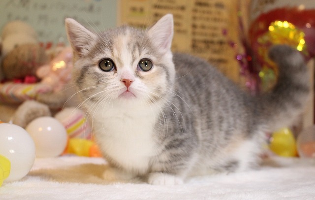 今週のワンコレ！素敵なお知らせ！