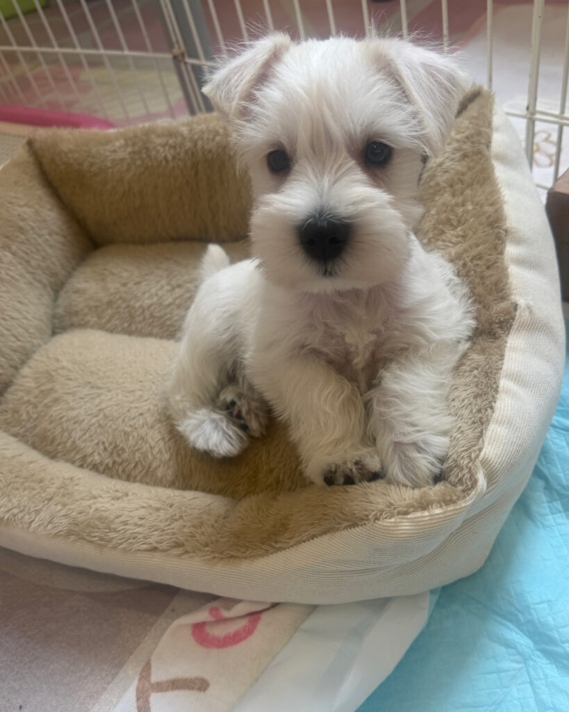 今週のワンコレ！素敵なお知らせ！