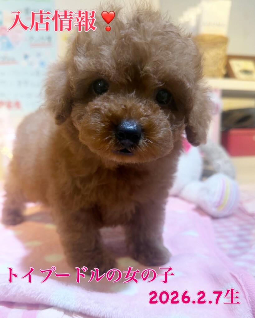 今週のワンコレ！素敵なお知らせ！