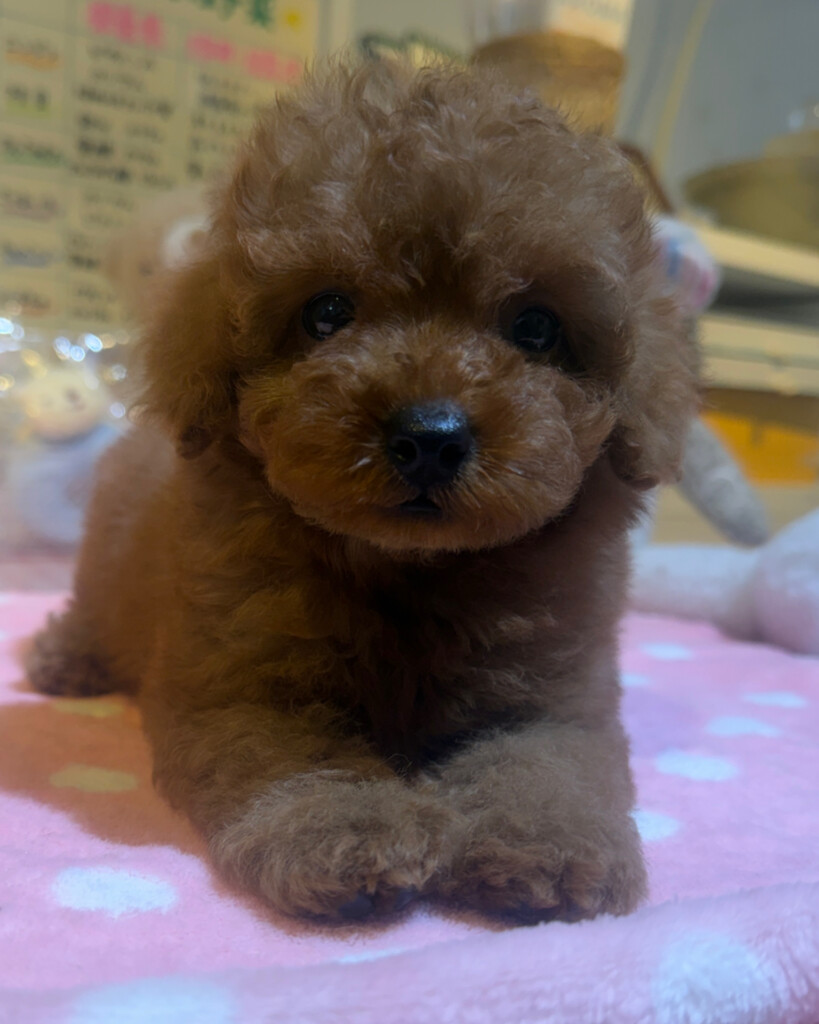 今週のワンコレ！素敵なお知らせ！