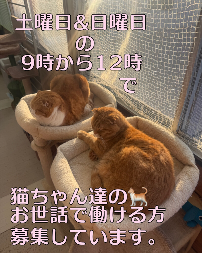 今週のワンコレ！素敵なお知らせ！