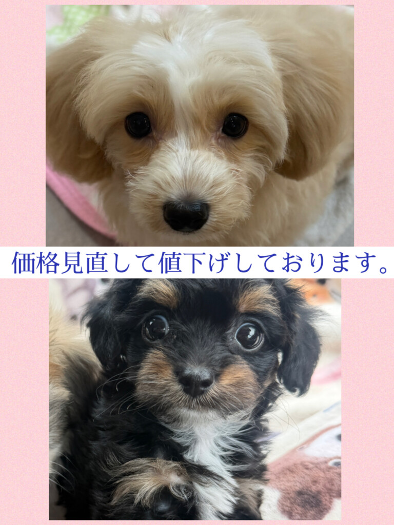 今週のワンコレ！素敵なお知らせ！