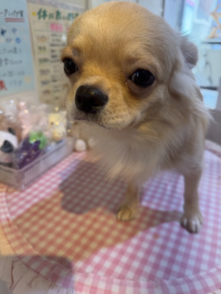 今週のワンコレ！素敵なお知らせ！