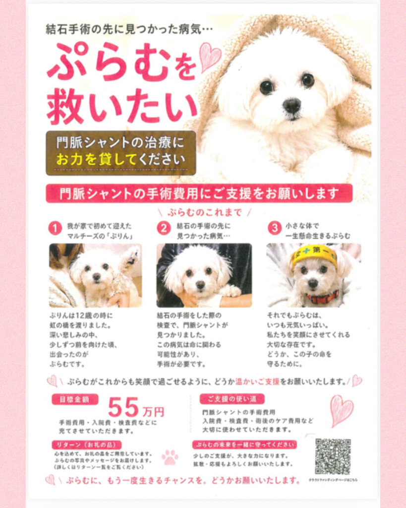 今週のワンコレ！素敵なお知らせ！