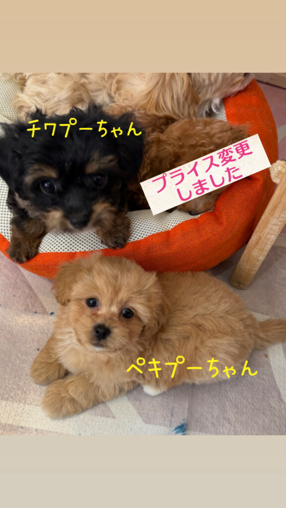 今週のワンコレ！素敵なお知らせ！