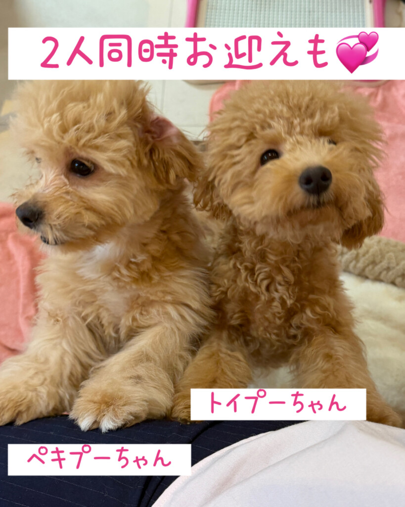 今週のワンコレ！素敵なお知らせ！